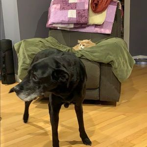 Meet your Posher, Shannon